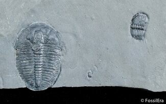 Inch Elrathia Trilobite In Matrix - U-Dig #2925