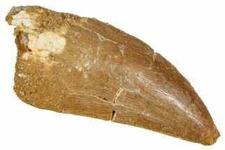 Serrated Carcharodontosaurus Tooth - Real Dinosaur Tooth #341116