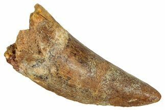 Bargain, Carcharodontosaurus Tooth - Real Dinosaur Tooth #341120