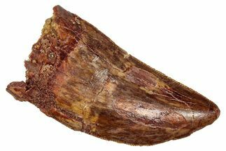 Bargain, Carcharodontosaurus Tooth - Real Dinosaur Tooth #341125