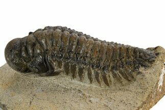 Bargain, Crotalocephalina Trilobite - Atchana, Morocco #340889