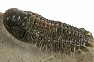 Crotalocephalina Trilobite - Atchana, Morocco #340892