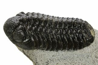 Bargain, Morocops Trilobite - Ofaten, Morocco #340913