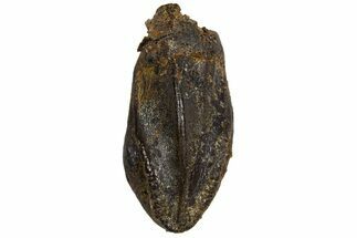 Fossil Hadrosaur (Edmontosaurus) Tooth - Montana #340924