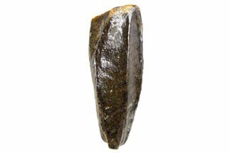 Fossil Juvenile Hadrosaur (Edmontosaurus) Partial Tooth - Montana #340926