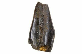 Fossil Hadrosaur (Edmontosaurus) Partial Tooth - Montana #340934