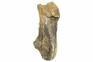 Fossil Hadrosaur (Edmontosaurus) Tooth - Montana #340936