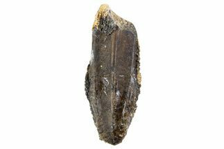 Fossil Hadrosaur (Edmontosaurus) Tooth - Montana #340937