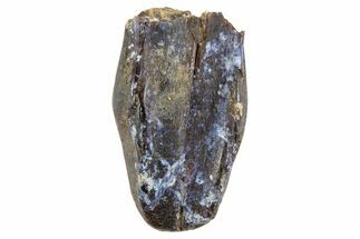 Fossil Hadrosaur (Edmontosaurus) Partial Tooth - Montana #340938