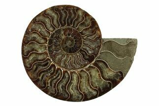 Cut & Polished Ammonite Fossil (Half) - Madagascar #341201