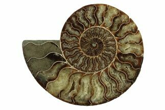 Cut & Polished Ammonite Fossil (Half) - Madagascar #341207