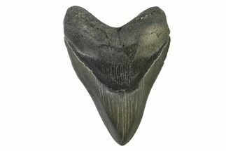 Beautiful Fossil Megalodon Tooth - Georgia #338659
