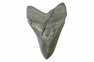 Fossil Megalodon Tooth From Georgia - Repaired #338664
