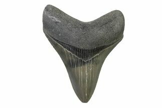 Serrated, Colorful, Fossil Megalodon Tooth - Georgia #338759