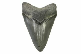 Serrated, Colorful, Fossil Megalodon Tooth - Georgia #338760