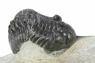 Bargain, Morocconites Trilobite Fossil - Ofaten, Morocco #340933