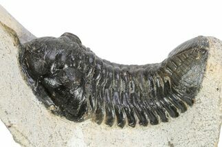 Bargain, Morocconites Trilobite Fossil - Ofaten, Morocco #340935