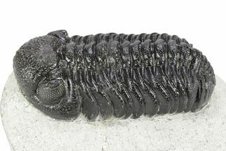 Detailed Morocops Trilobite - Ofaten, Morocco #341175