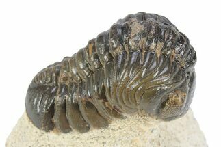Detailed Reedops Trilobite - Atchana, Morocco #341178