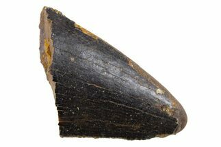 Fossil Tyrannosaur Tooth Tip - Montana #341128