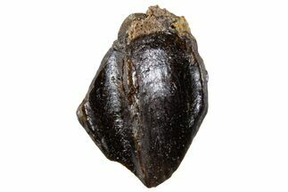 Unworn Fossil Dinosaur (Triceratops) Tooth Crown - Montana #341140