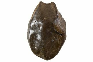 Fossil Dinosaur (Triceratops) Tooth Crown - Montana #341145