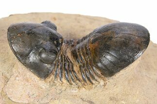 Bargain, Paralejurus Trilobite Fossil - Atchana, Morocco #341186