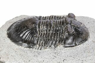 Bargain, Paralejurus Trilobite Fossil - Ofaten, Morocco #341191