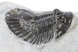 Bargain, Scabriscutellum Trilobite - Morocco #341290