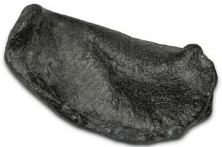 Large Fossil Whale Ear Bone - South Carolina #340261