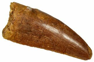 Serrated, Theropod (Deltadromeus?) Pre-Max Tooth - Morocco #341239