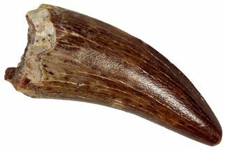 Serrated, Theropod (Deltadromeus?) Pre-Max Tooth - Morocco #341241