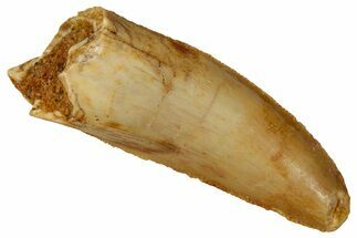 Serrated Raptor Tooth - Partial Root #341249