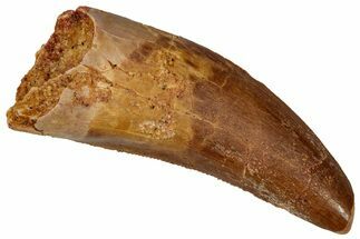 Serrated, Theropod (Deltadromeus?) Pre-Max Tooth - Morocco #341254