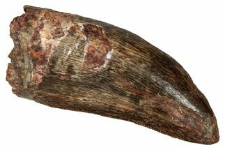 Serrated, Carcharodontosaurus Tooth - Real Dinosaur Tooth #341259