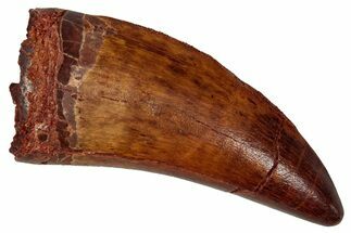 Serrated, Carcharodontosaurus Tooth - Real Dinosaur Tooth #341281