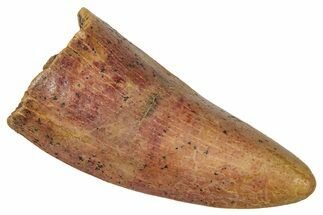 Worn Carcharodontosaurus Tooth - Real Dinosaur Tooth #341350