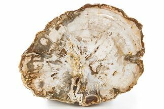 Polished Petrified Wood (Araucaria) Round - Madagascar #341525