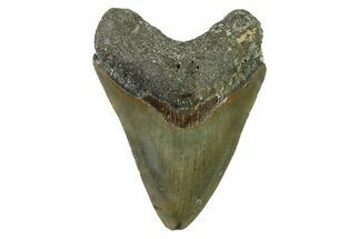 Serrated, Fossil Megalodon Tooth - North Carolina #338468