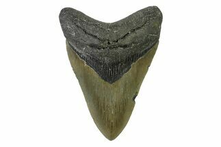 Serrated, Fossil Megalodon Tooth - North Carolina #338472