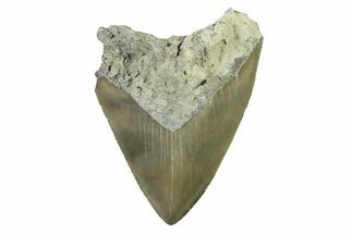 Serrated, Fossil Megalodon Tooth - North Carolina #338494