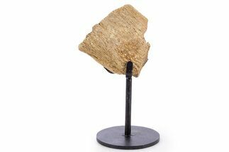 Fossil Hadrosaur Rib Section w/ Metal Stand - South Dakota #340086