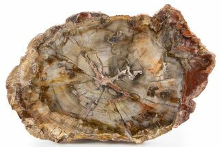 Polished Petrified Wood (Araucaria) Round - Madagascar #341582
