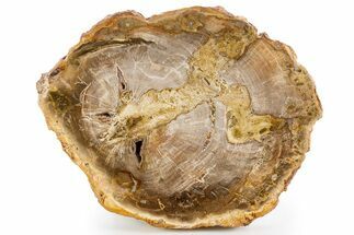 Polished Petrified Wood (Araucaria) Round - Madagascar #341583