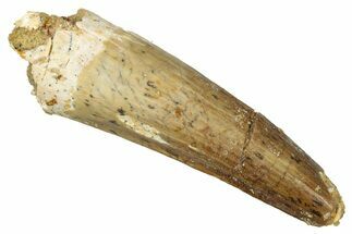 Fossil Spinosaurus Tooth - Real Dinosaur Tooth #340673