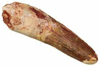 Fossil Spinosaurus Tooth - Feeding Worn Tip #340684