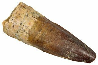 Fossil Spinosaurus Tooth - Real Dinosaur Tooth #340687
