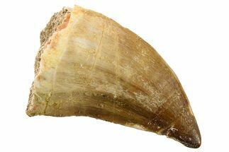 Fossil Mosasaur (Thalassotitan) Tooth - Morocco #341486