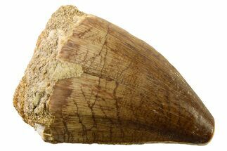 Fossil Mosasaur (Thalassotitan) Tooth - Morocco #341487