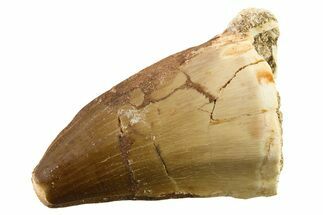 Fossil Mosasaur (Thalassotitan) Tooth - Morocco #341492